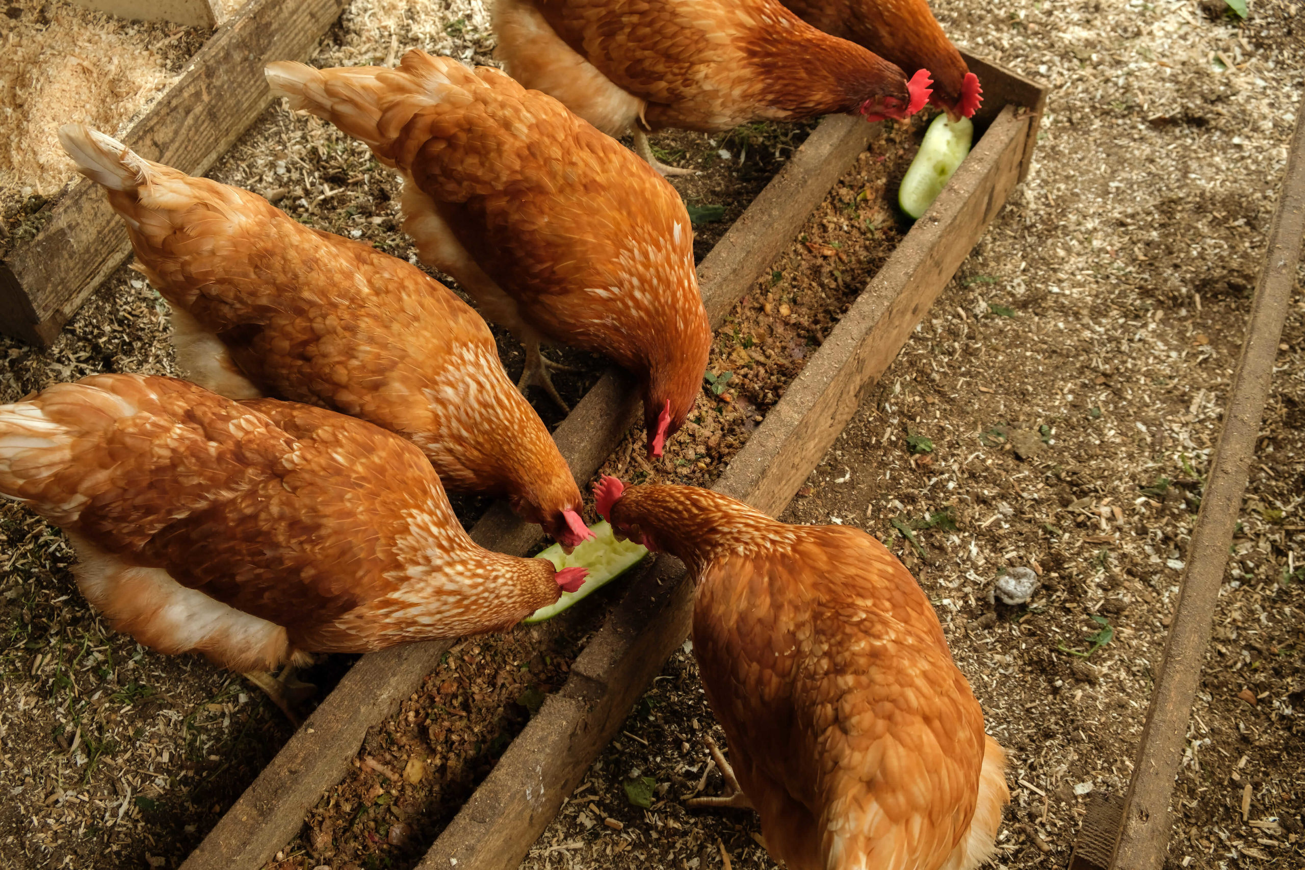 Des coquilles d'escargots en guise de nourriture animale